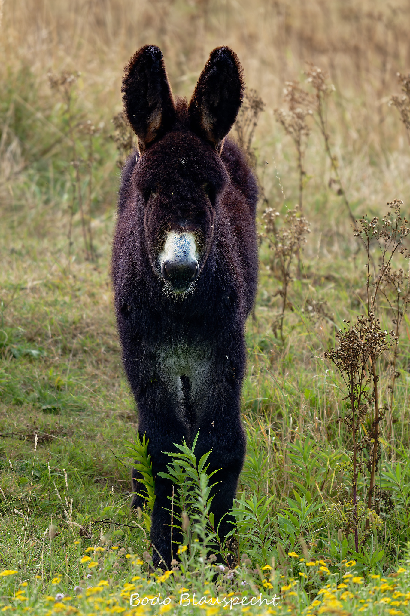 08.23 16.35 62   Poitou Esel   Steveraue WEB